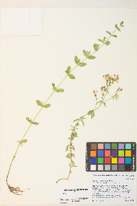 Hypericum scouleri image