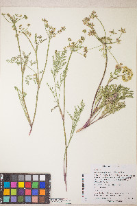 Lomatium vaginatum image