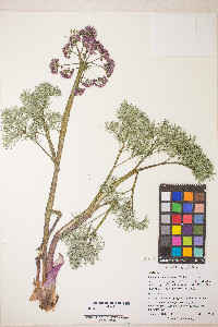 Lomatium columbianum image