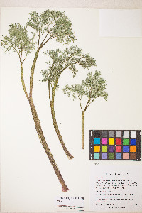 Lomatium columbianum image