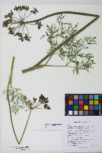 Lomatium multifidum image