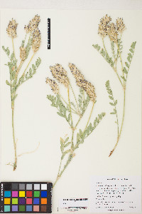 Astragalus laxmannii image