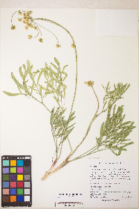 Lomatium anomalum image