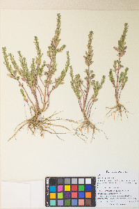 Lythrum hyssopifolium image