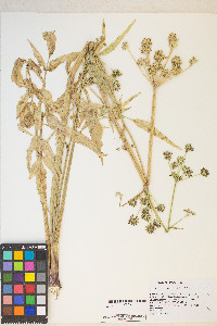 Angelica kingii image