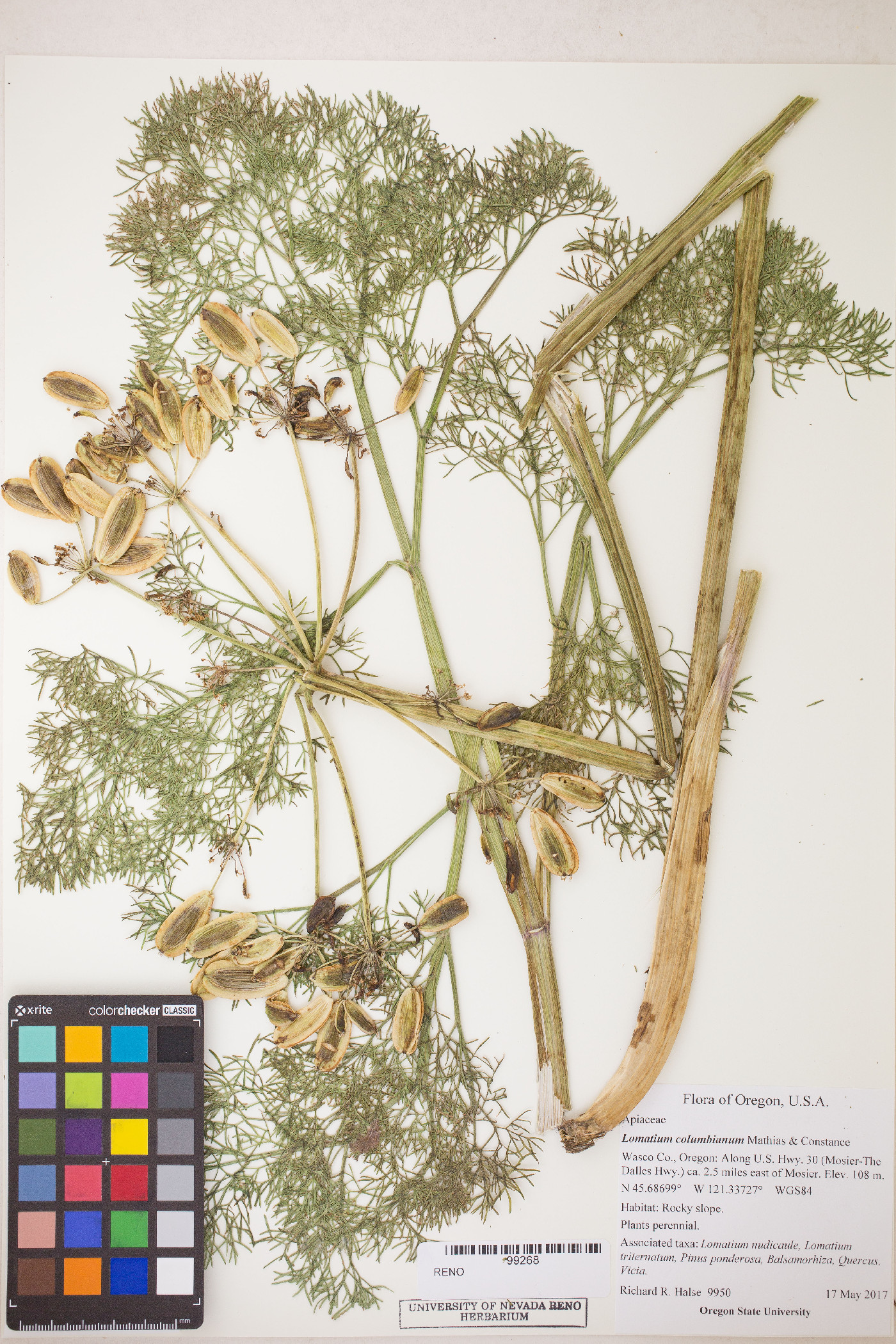 Lomatium columbianum image