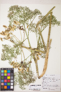 Lomatium columbianum image