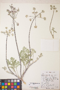 Lomatium dasycarpum image