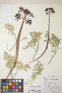 Lomatium minus image