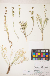 Lomatium bicolor image