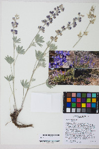 Lupinus argenteus var. argenteus image