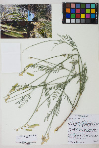 Astragalus filipes image