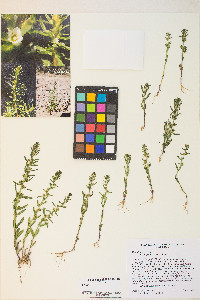 Veronica peregrina subsp. xalapensis image