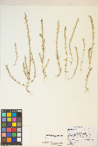 Epilobium torreyi image