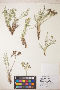 Lomatium depauperatum image