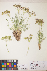 Lomatium depauperatum image
