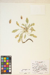 Oenothera cespitosa image