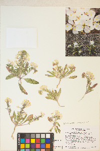 Eremothera boothii var. alyssoides image