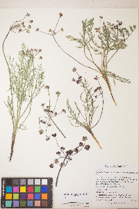 Lomatium hooveri image