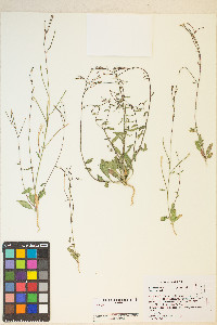 Eremothera chamaenerioides image