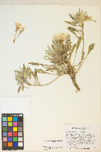 Oenothera deltoides image