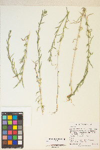 Epilobium torreyi image