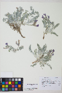 Astragalus utahensis image