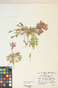 Oenothera primiveris image