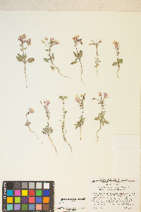 Eremothera boothii image