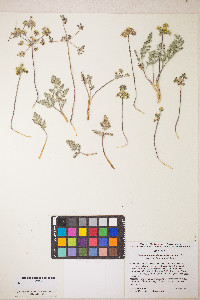 Lomatium fimbriatum image