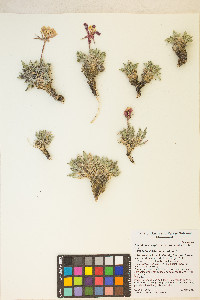 Oenothera cespitosa image