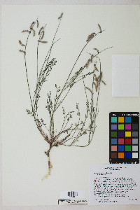 Astragalus atratus image