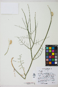 Astragalus serenoi image