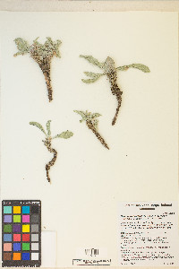 Oenothera howardii image