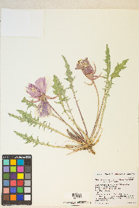 Oenothera cespitosa image