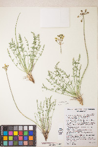 Lomatium scabrum image