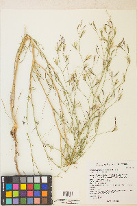 Epilobium brachycarpum image