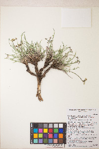 Peucedanum graveolens image