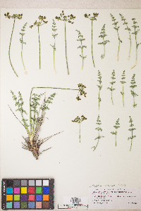 Lomatium scabrum image