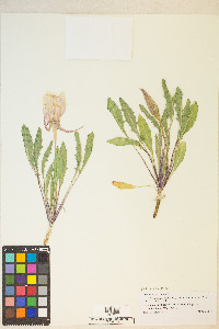 Oenothera cespitosa image