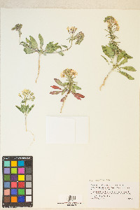 Eremothera boothii image