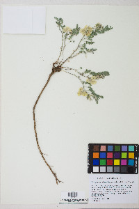 Astragalus pulsiferae var. suksdorfii image