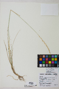 Elymus lanceolatus image