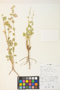 Sphaeralcea parvifolia image