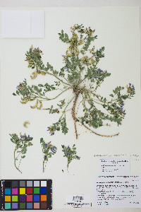 Astragalus iodanthus var. iodanthus image