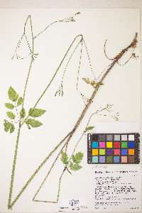 Osmorhiza berteroi image