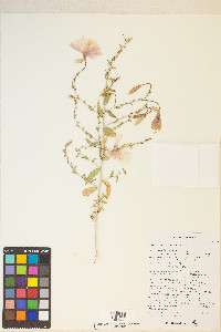 Oenothera pallida image