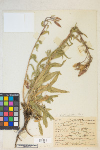 Oenothera elata subsp. hirsutissima image