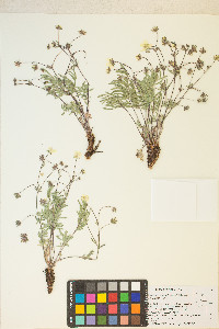 Potentilla multisecta image