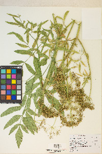 Cicuta maculata var. angustifolia image